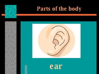 Parts of the body ear 