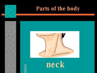 Parts of the body neck 