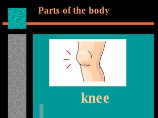 knee Parts of the body 