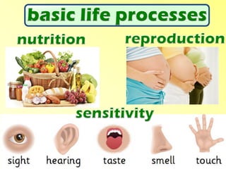 Vocabulary: Human body and sensitivity | PDF