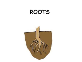 ROOTS
 