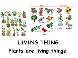 Plants are living things.
LIVING THING
 