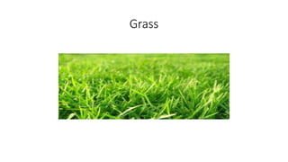 Grass
 