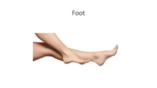Foot
 
