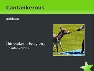 Cantankerous

    stubborn




    This donkey is being very 
     cantankerous.




                                  
 