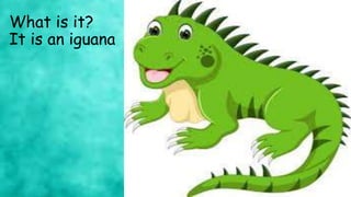 What is it?
It is an iguana
 