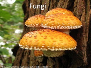 http://www.flickr.com/photos/rachel_s/1773289807
 