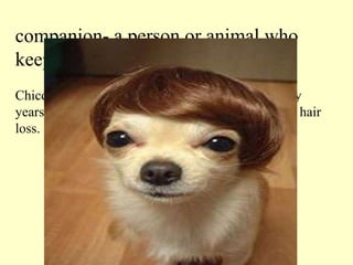 companion- a person or animal who keeps somebody company Chico the dog has been a good  companion  for many years, but nowadays he worries too much about his hair loss. 