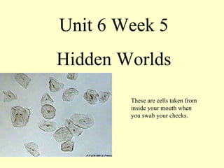 Unit 6 Week 5 Hidden Worlds These are cells taken from inside your mouth when you swab your cheeks. 