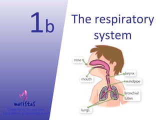 1b The respiratory
system
 