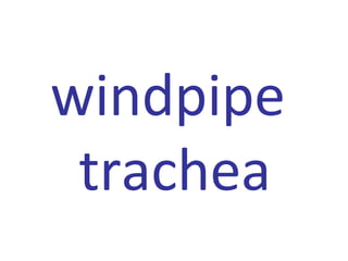 windpipe
trachea
 