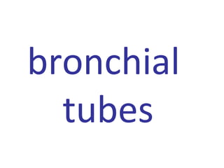 bronchial
tubes
 
