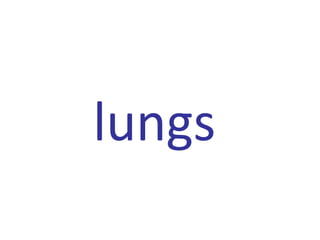 lungs
 