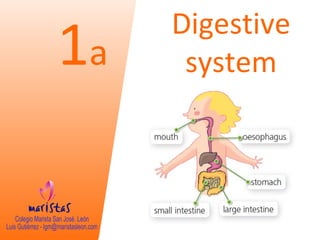 1a 
Digestive 
system 
 