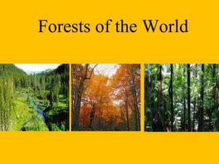 Forests of the World 