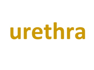 urethra 
 