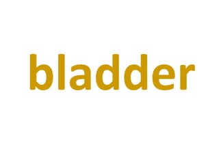 bladder 
 