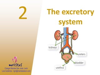 2 The excretory 
system 
 