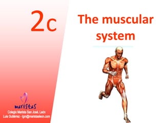 2c The muscular 
system 
 