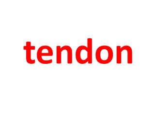 tendon 
 