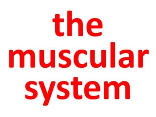 the 
muscular 
system 
 