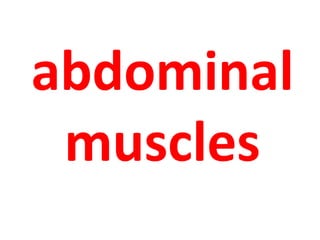 abdominal 
muscles 
 