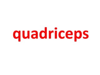 quadriceps 
 