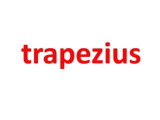 trapezius 
 