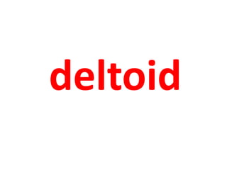 deltoid 
 