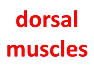 dorsal 
muscles 
 