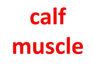 calf 
muscle 
 