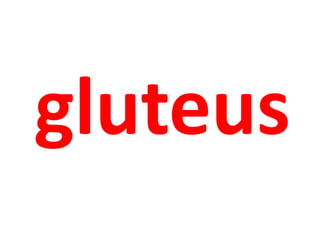 gluteus 
 