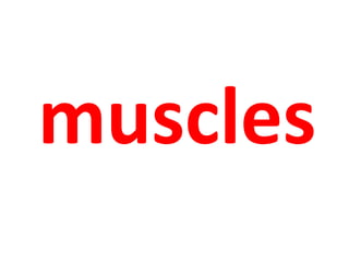 muscles 
 