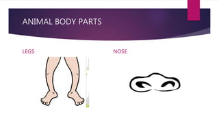 ANIMAL BODY PARTS
LEGS NOSE
 