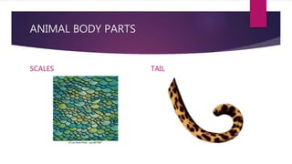 ANIMAL BODY PARTS
SCALES TAIL
 