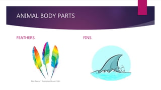 ANIMAL BODY PARTS
FEATHERS FINS
 