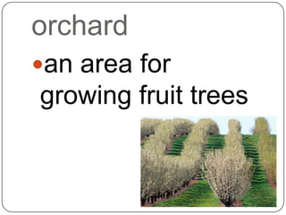 orchard
an area for
growing fruit trees
 