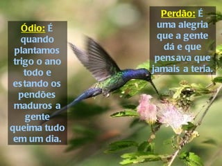 Ódio:  É quando plantamos trigo o ano todo e estando os pendões maduros a gente queima tudo em um dia. Perdão:  É uma alegria que a gente dá e que pensava que jamais a teria. 