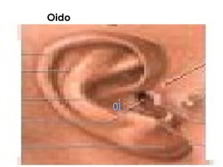 Oido
 