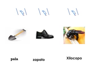pala   zapato   Xilocopo
 