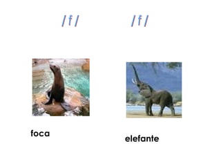foca
       elefante
 