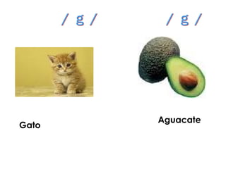 Aguacate
Gato
 