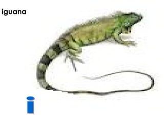iguana
 