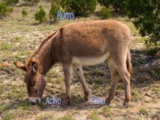 Burro
 