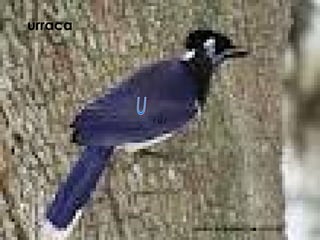 urraca




         /u/
 