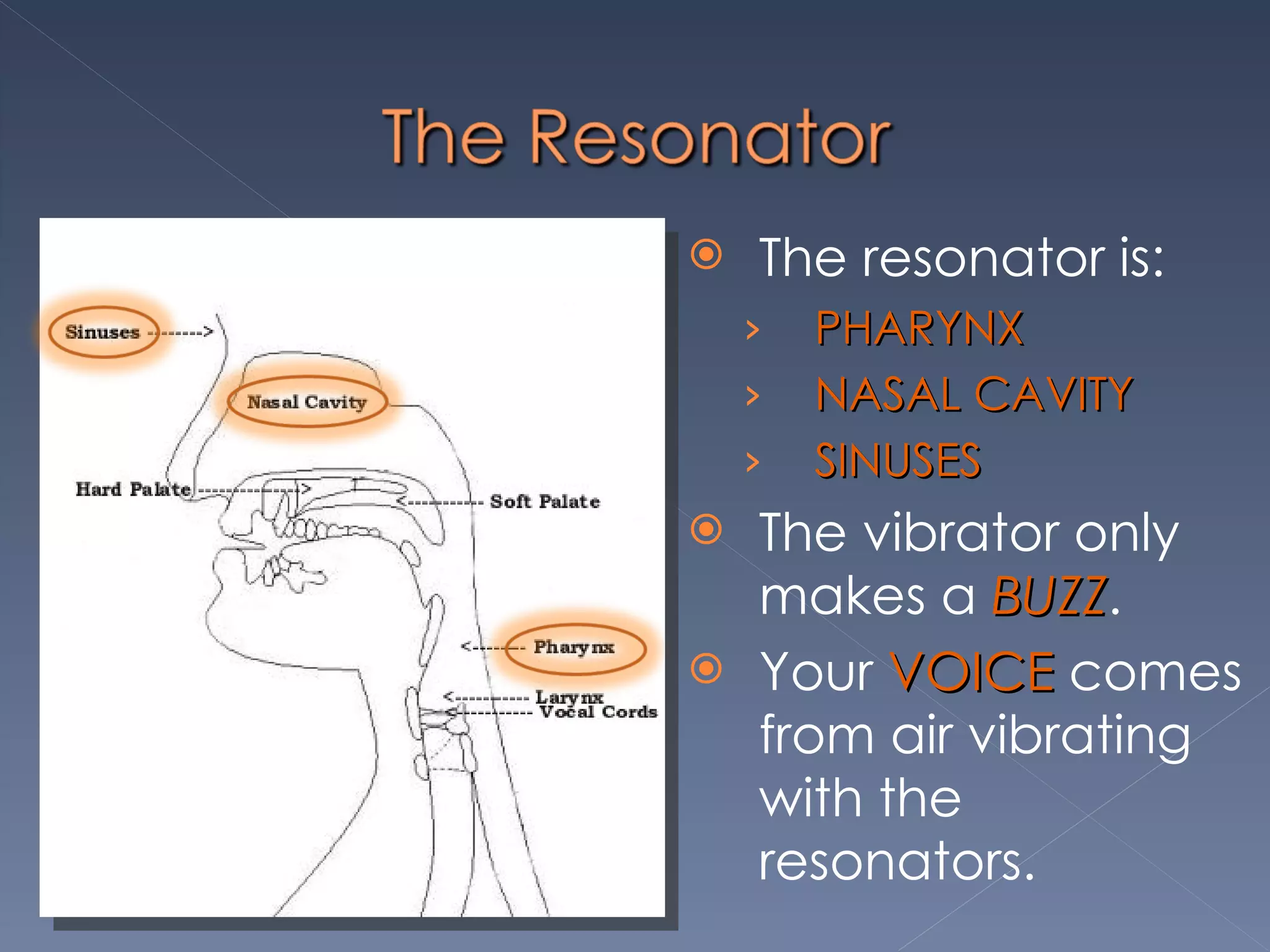Vocal Anatomy | PPT
