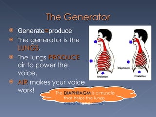 Generate = produce The generator is the  LUNGS . The lungs  PRODUCE   air to power the voice. AIR   makes your voice work! The  DIAPHRAGM   is a muscle  that helps the lungs  expand  and  contract .  