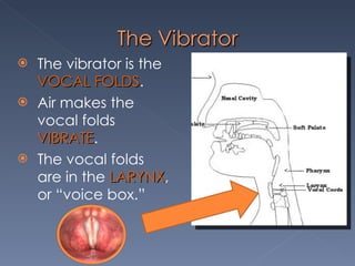 The vibrator is the  VOCAL FOLDS . Air makes the vocal folds  VIBRATE . The vocal folds are in the  LARYNX , or “voice box.” 