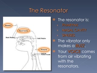 The resonator is: PHARYNX NASAL CAVITY SINUSES The vibrator only makes a  BUZZ . Your  VOICE   comes from air vibrating with the resonators. 