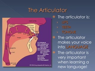 The articulator is: LIPS TEETH TONGUE The articulator makes your voice into  LANGUAGE .  The articulator is very important when learning a new language! 